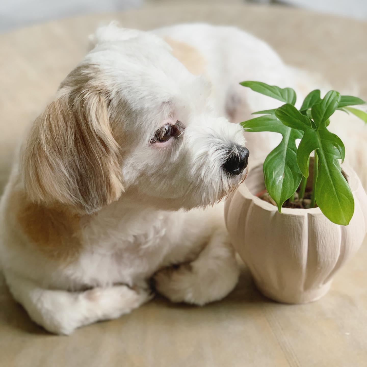 Is Philodendron Toxic To Dogs? [How to Save Pets] - Plants Craze