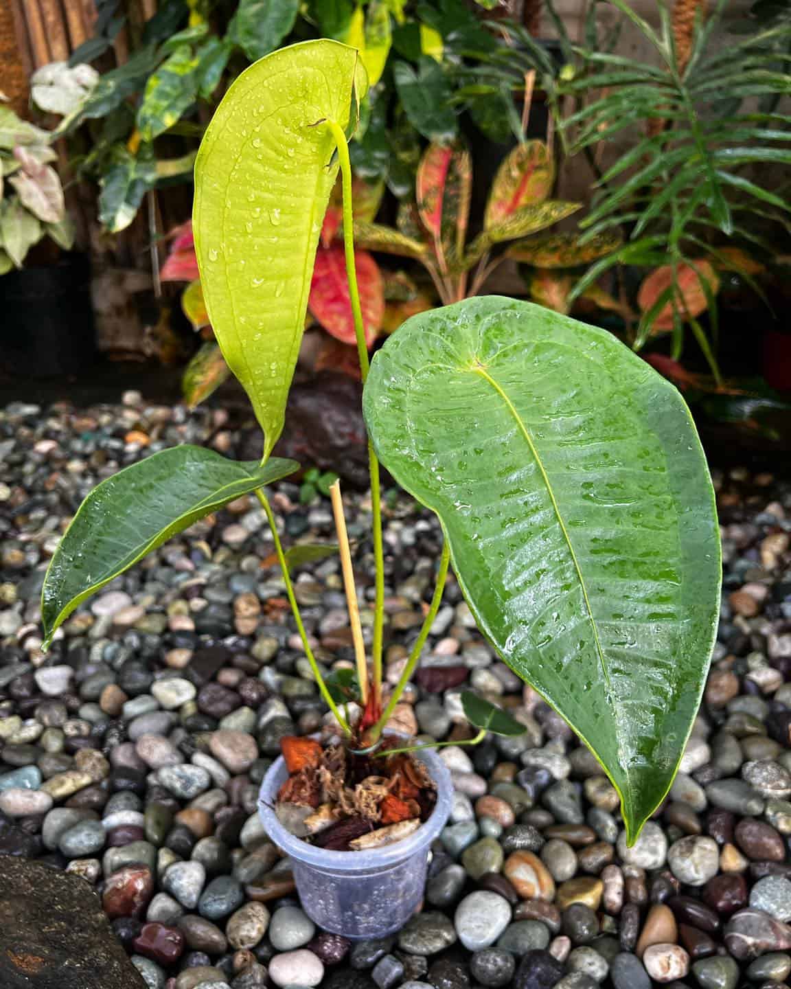 Image represents a potted Anthurium Peltigerum