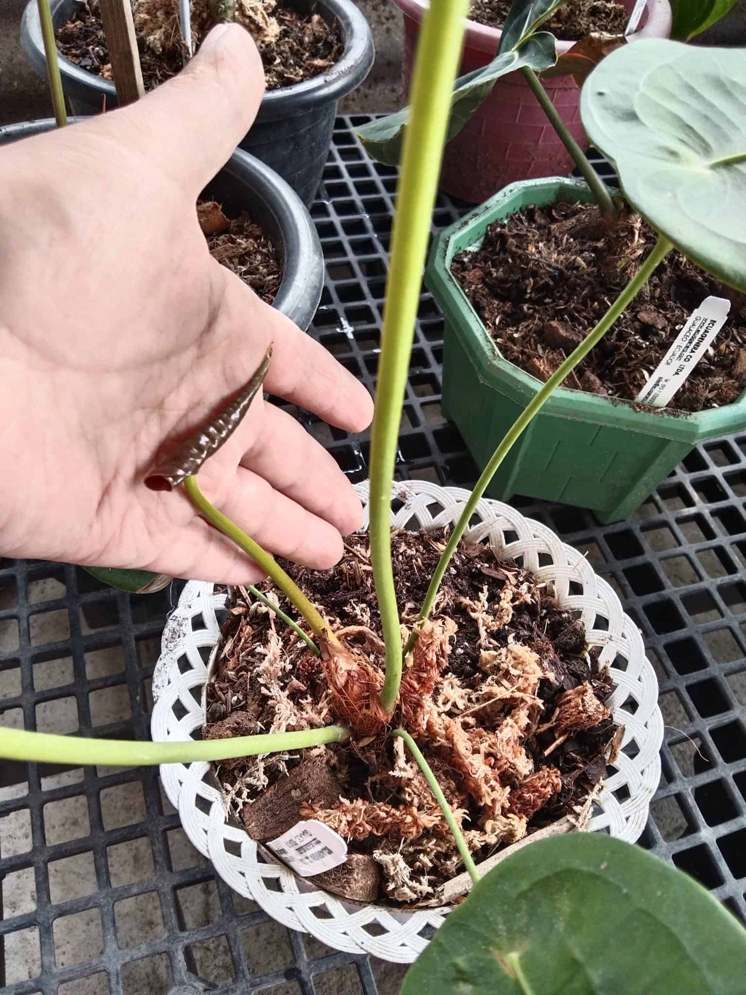 Image shows potting mix for Anthurium Peltigerum