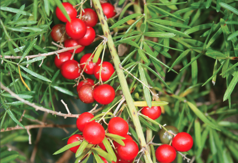 Asparagus Fern Flower Everything You Need to Know Plants Craze