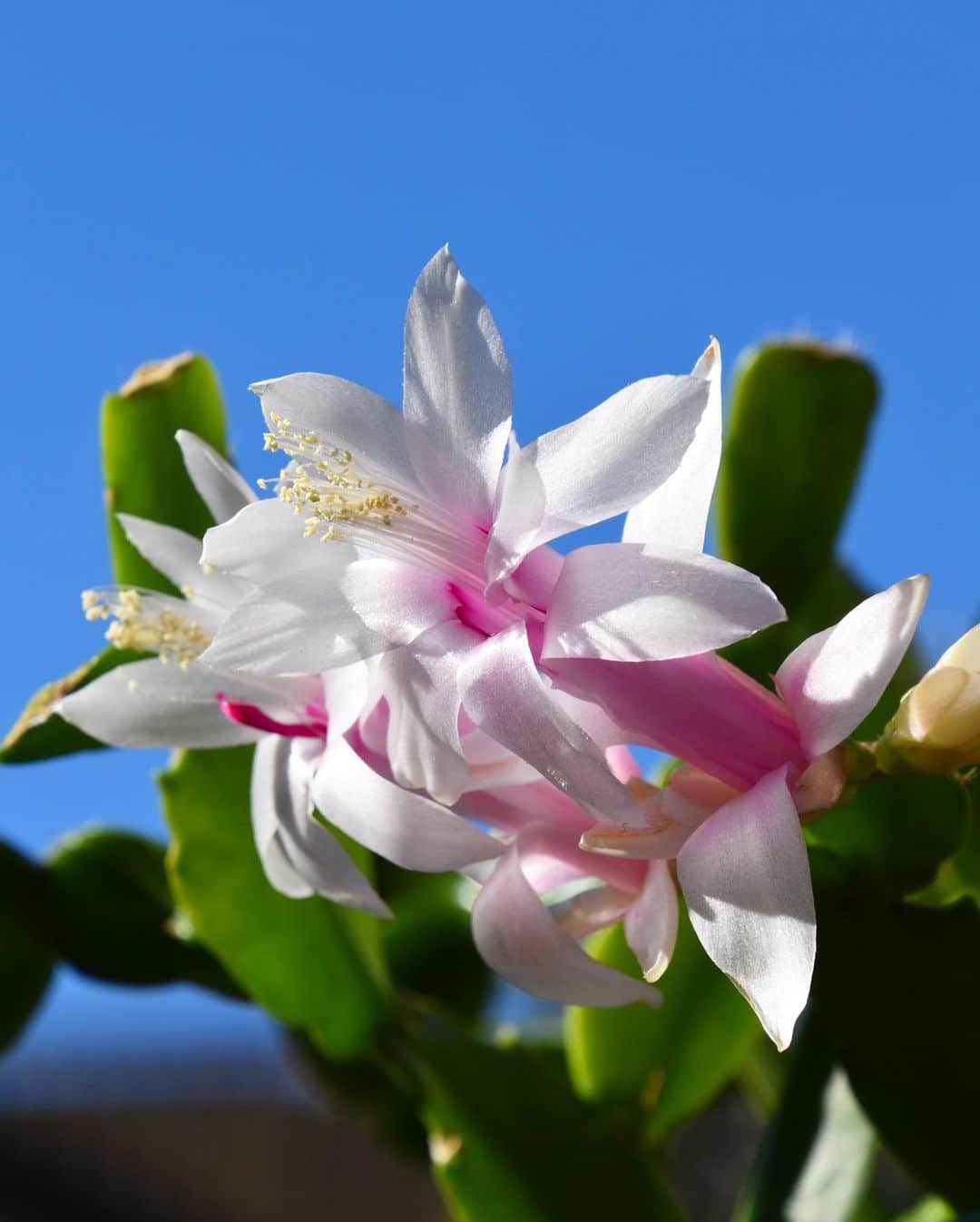 Thanksgiving Cactus