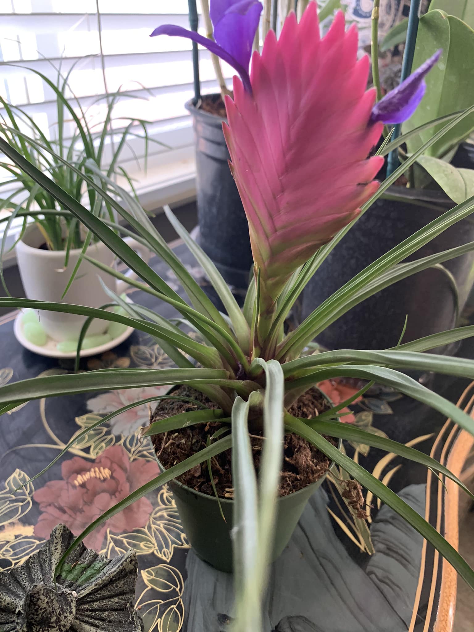 Tillandsia Cyanea Bromeliad with its beautiful flowers