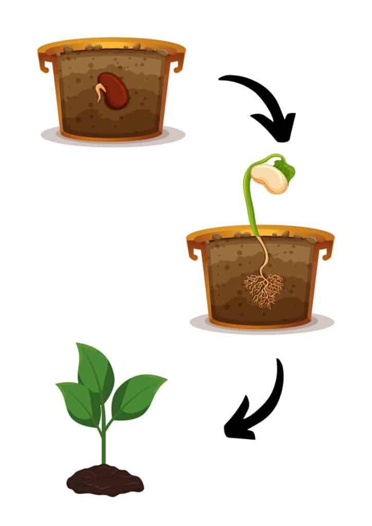 Germination Process