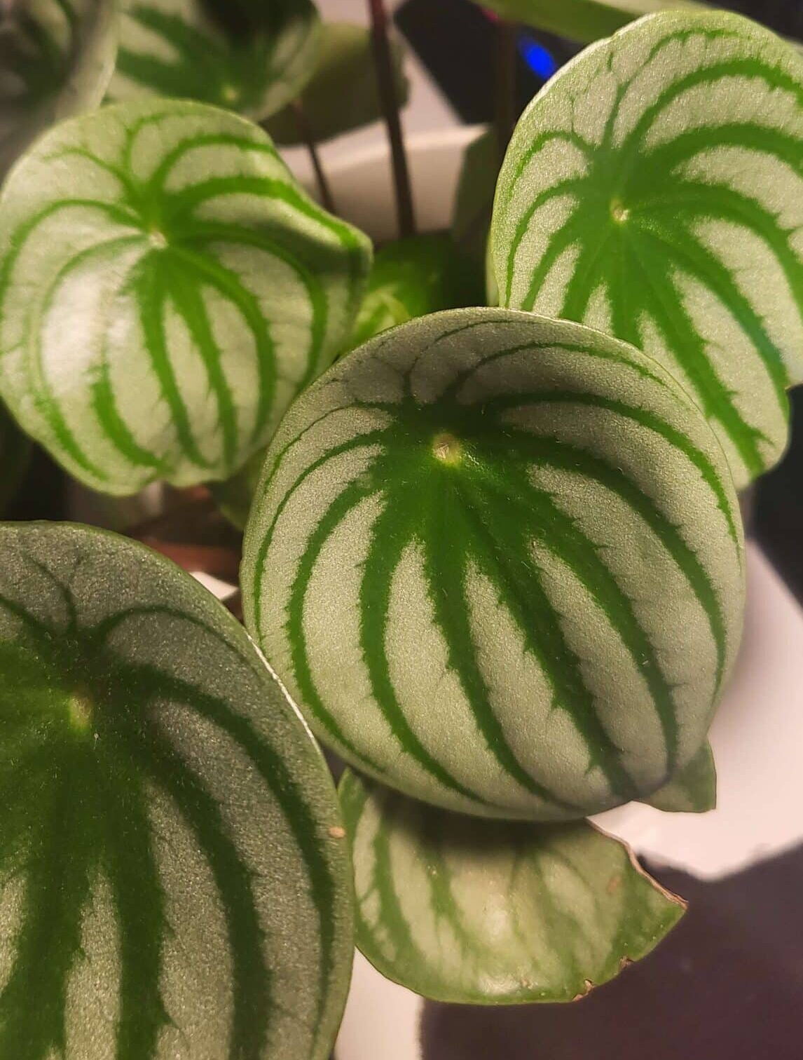 Watermelon Peperomia