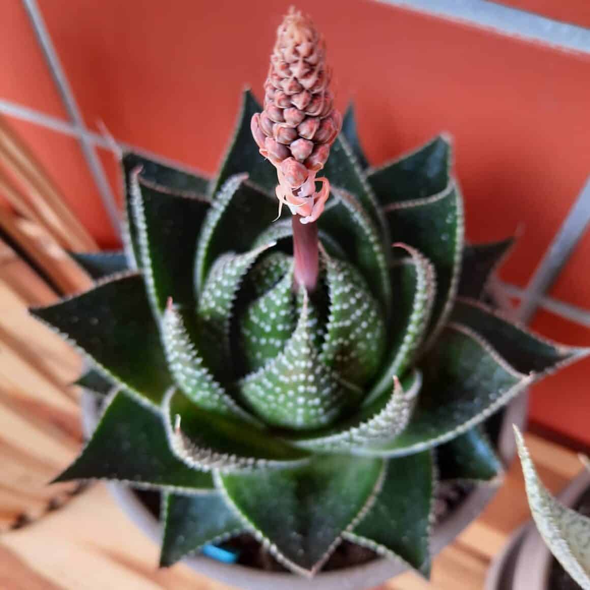 Aloe Flower Characteristics, Uses & Growing Guide Plants Craze