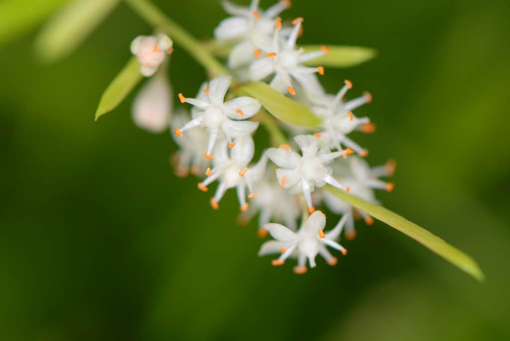 Asparagus fern flower everything you need to know
