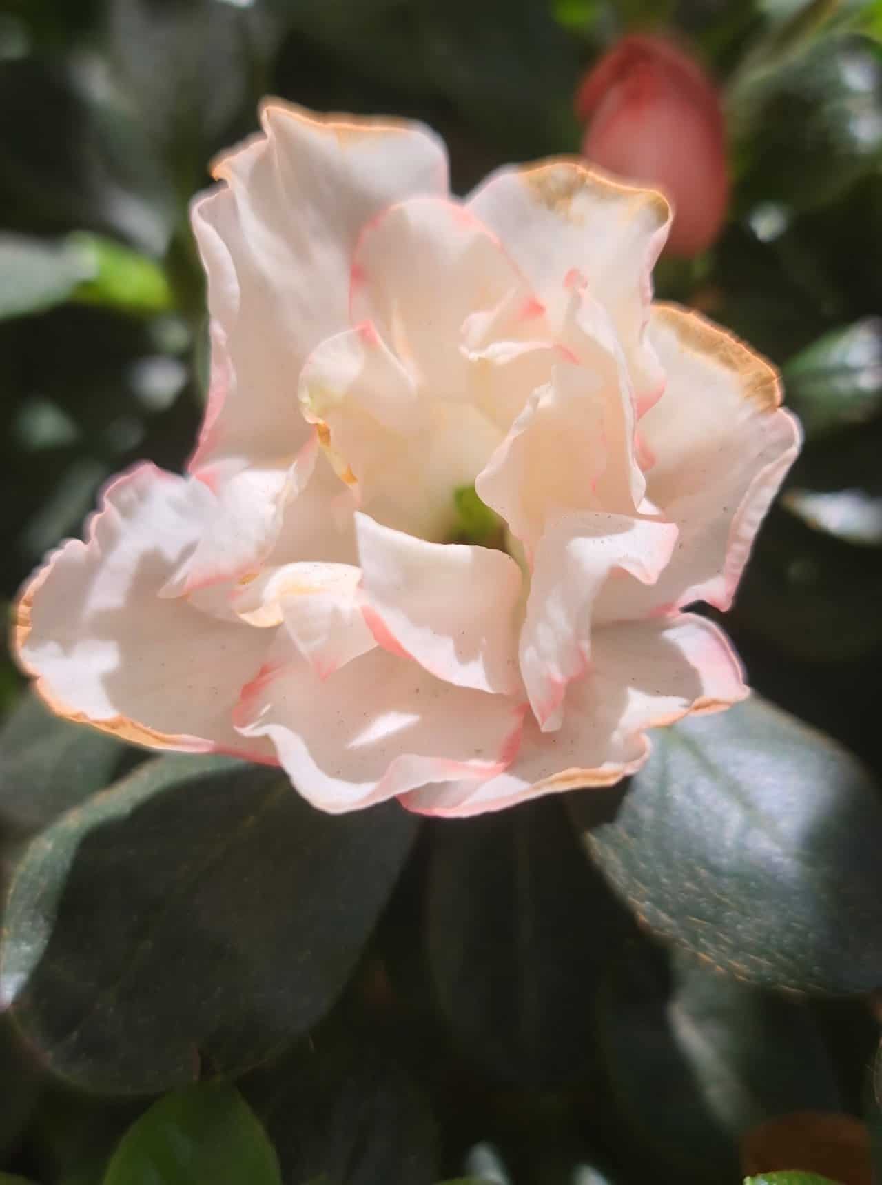 Azalea flower