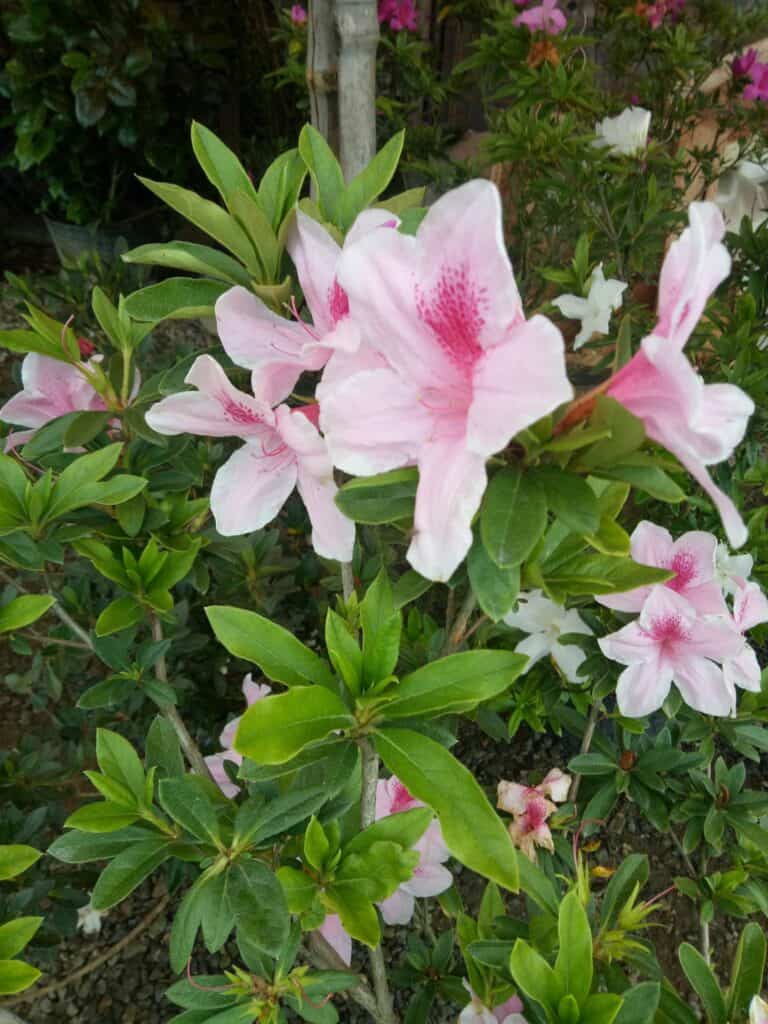 Azalea Blooms