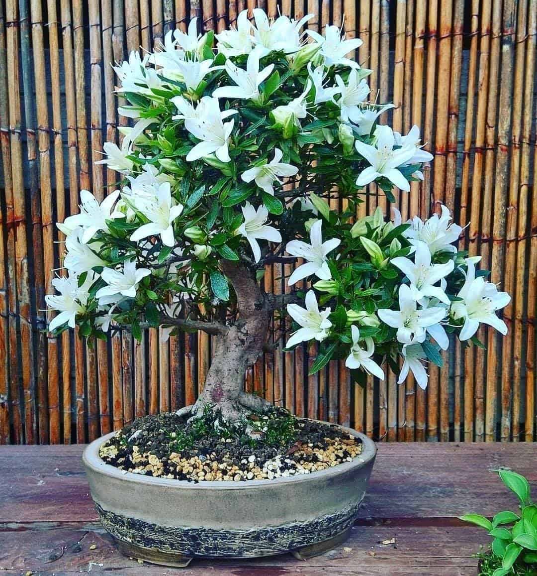 Azalea Bonsai