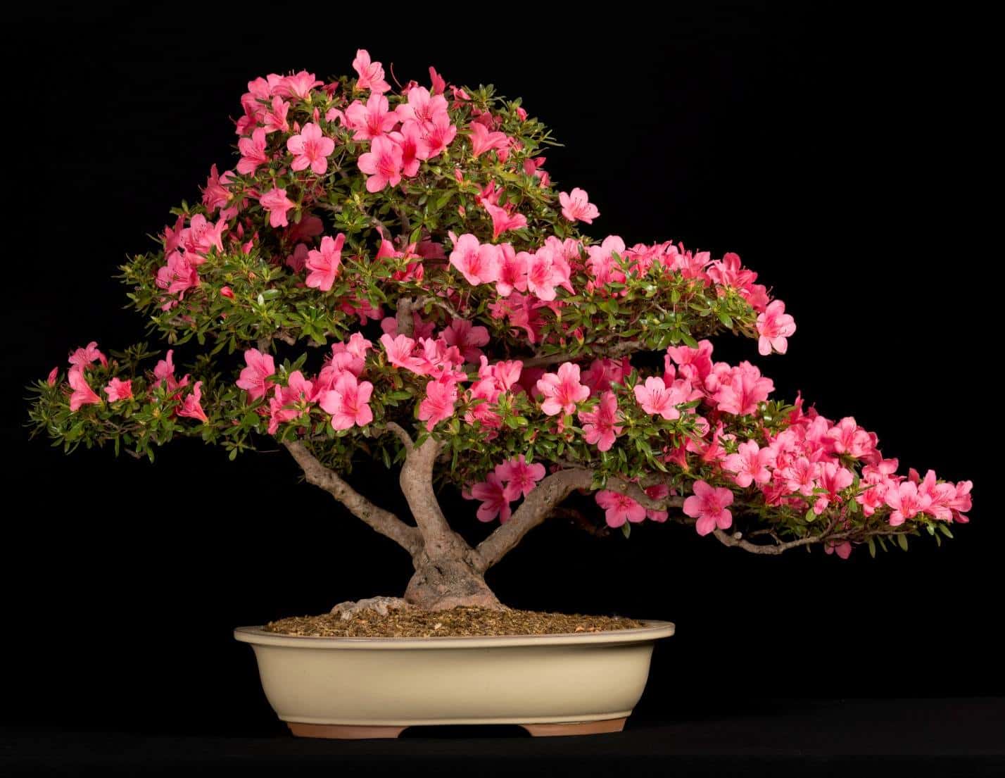 8 Less-Known Azalea Benefits you can Leverage - Plants Craze