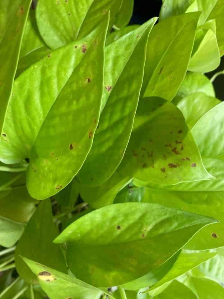 brown spots on pothos leaves