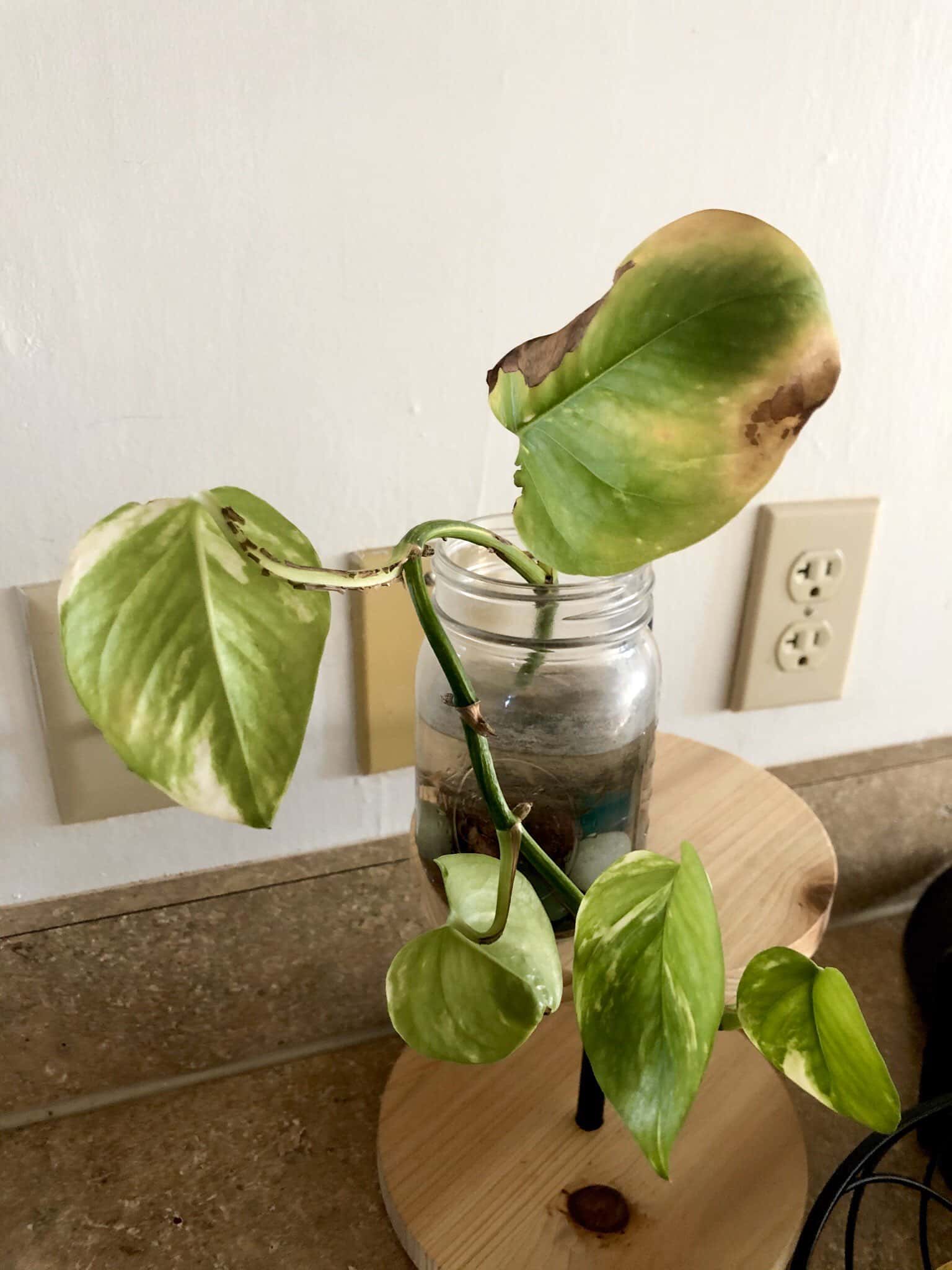 browning pothos leaves