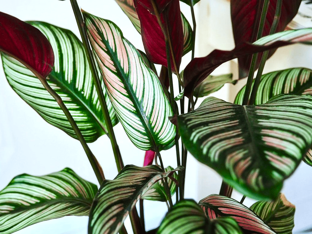 Calathea Light Requirements [3+ Ways To Ensure Optimum Light]