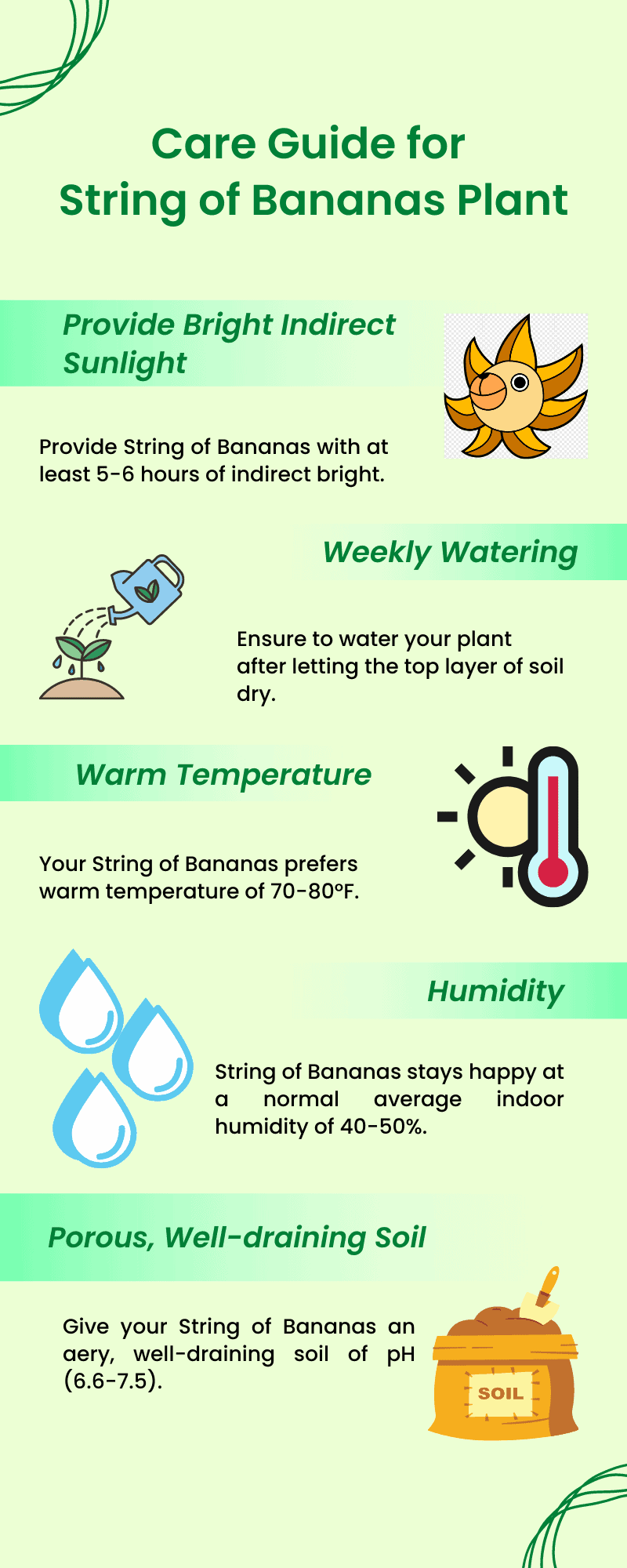 Image illustrates care guide for String of Bananas