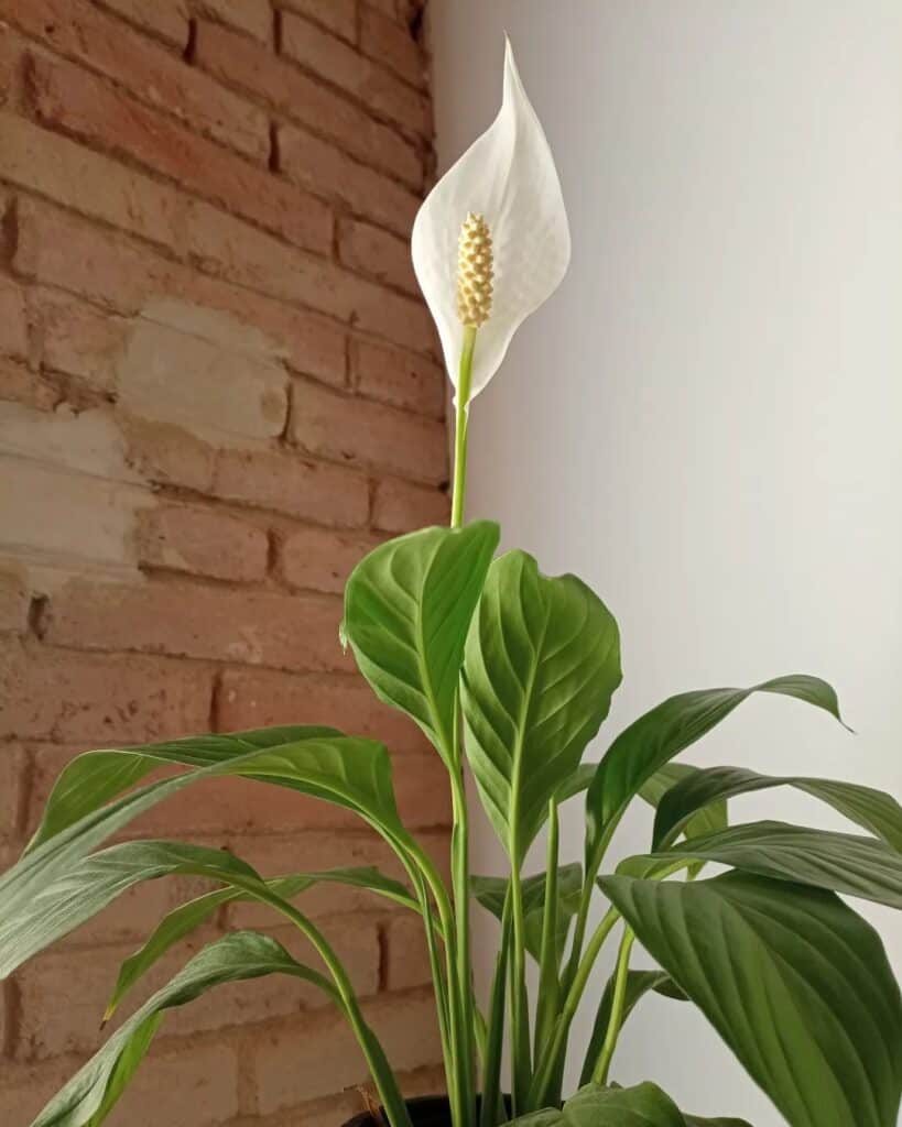 The image shows a blooming cupido peace lily.