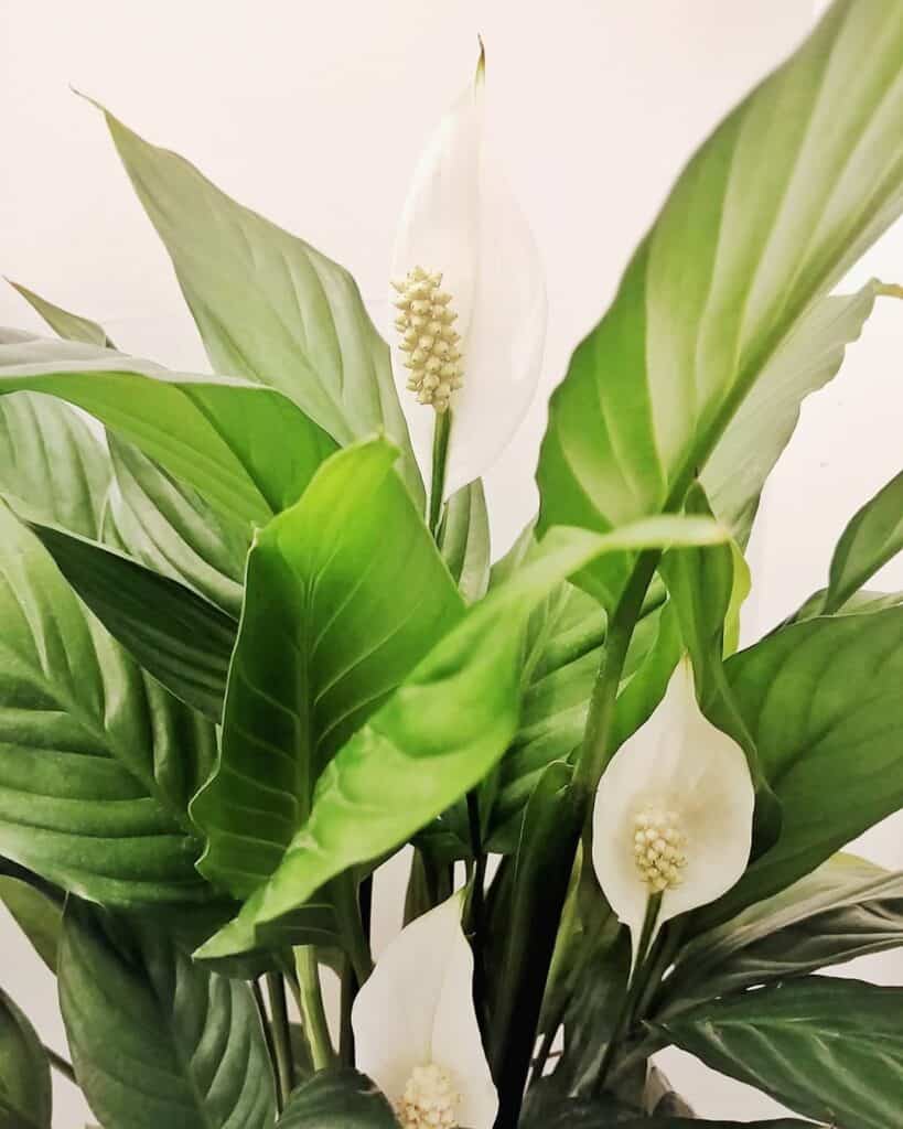 The image represents petite peace lily.