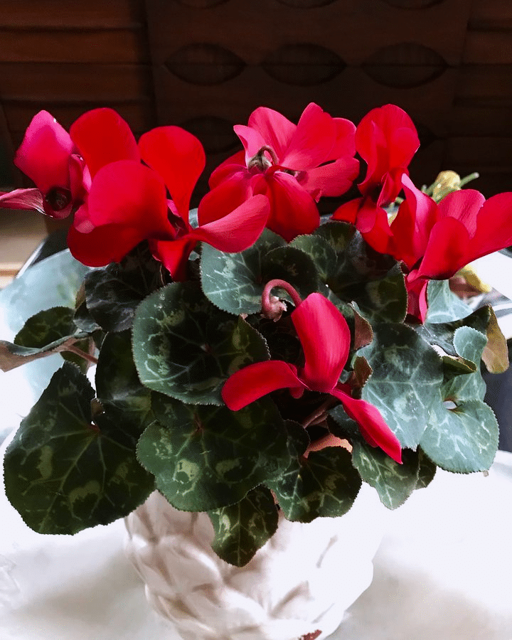 red cyclamen flower on a pot