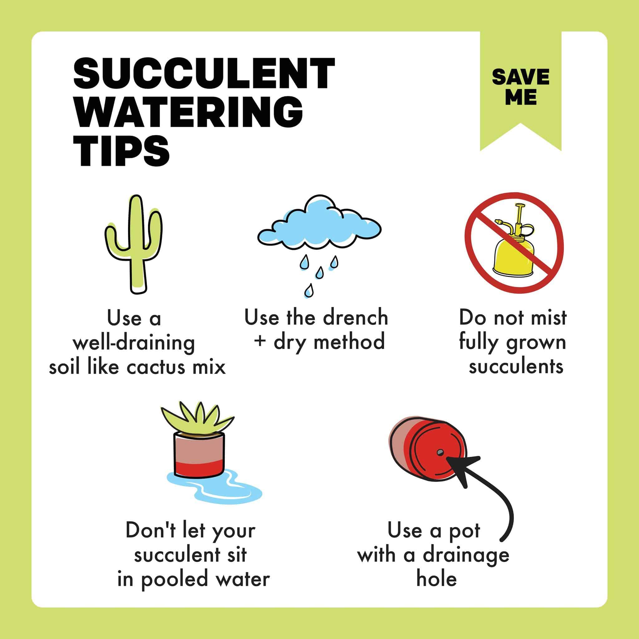 Succulent Watering Tips