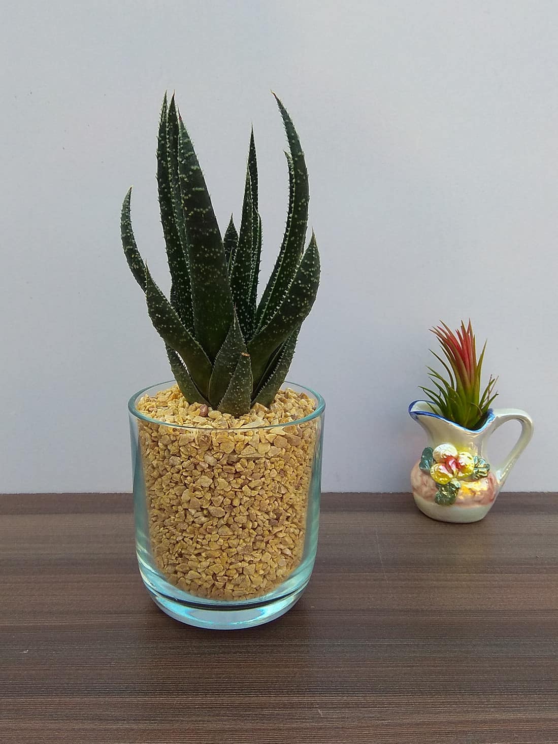 Two succulent on a table as decoration.