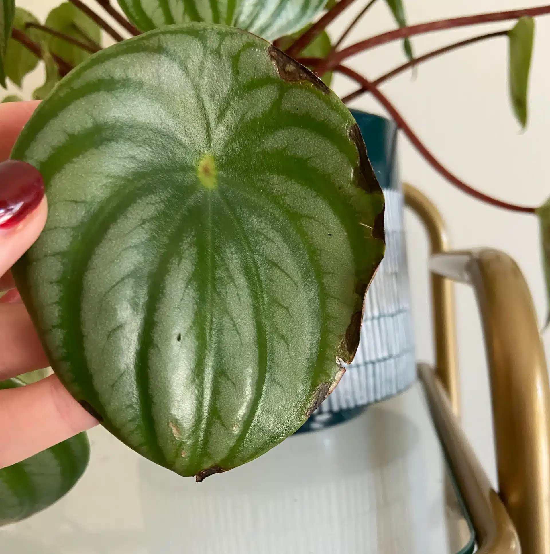 brown spots on watermelon peperomia leaf