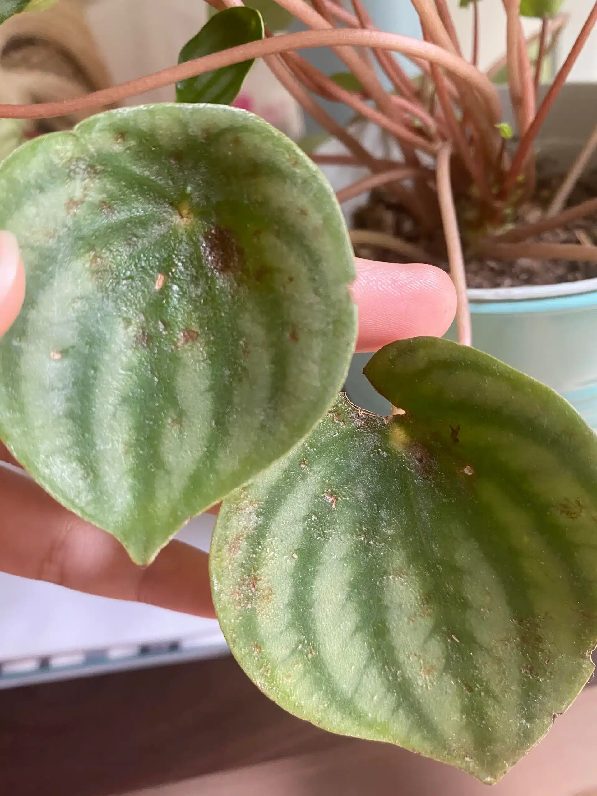 brown spots on leaf of watermelon peperomia