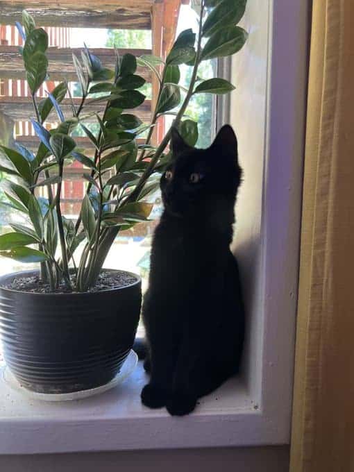 ZZ plant in a black pot beside a black cat