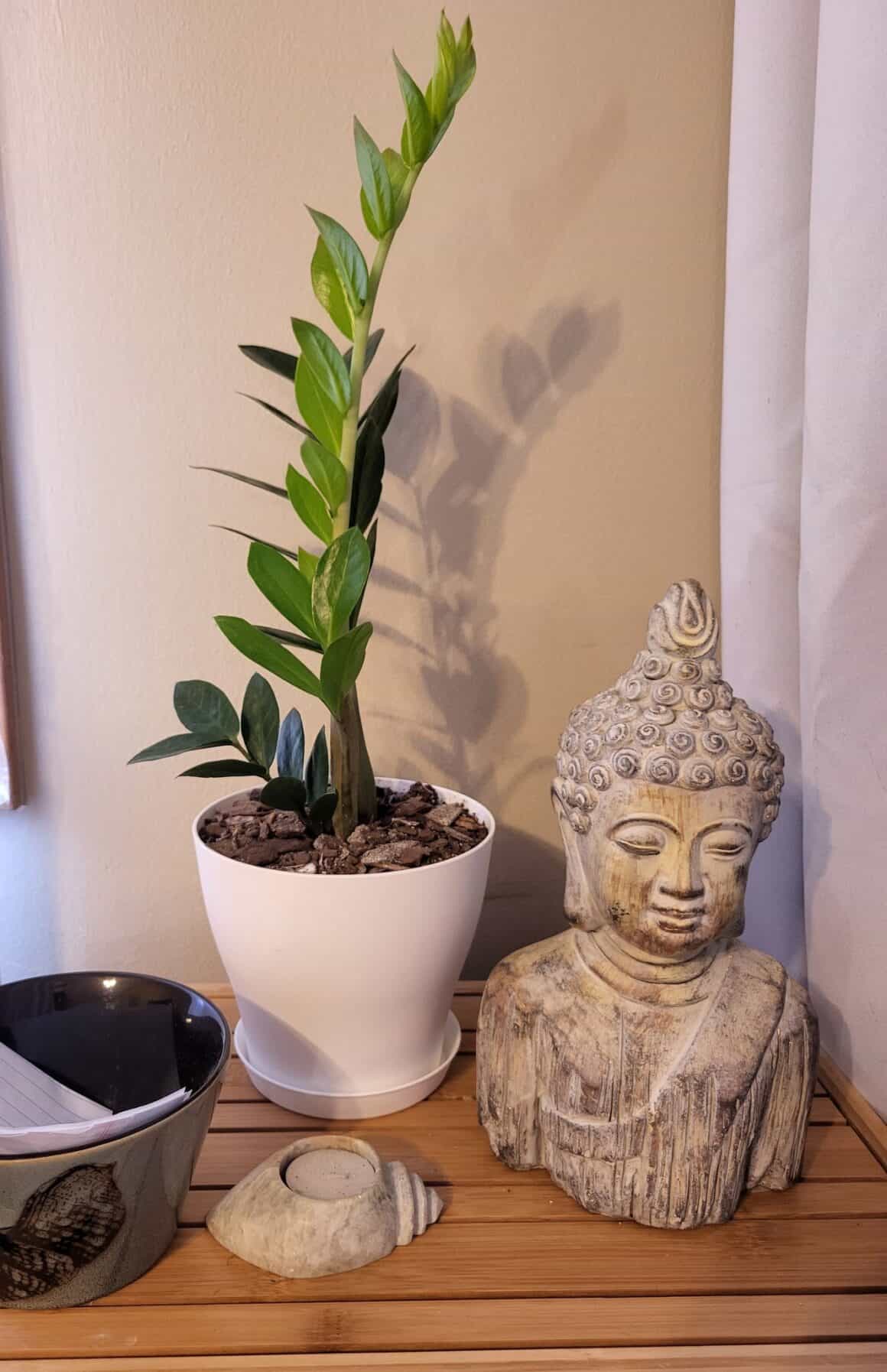 ZZ Plant Causes Cancer? Is ZZ Plant Toxic? Plants Craze