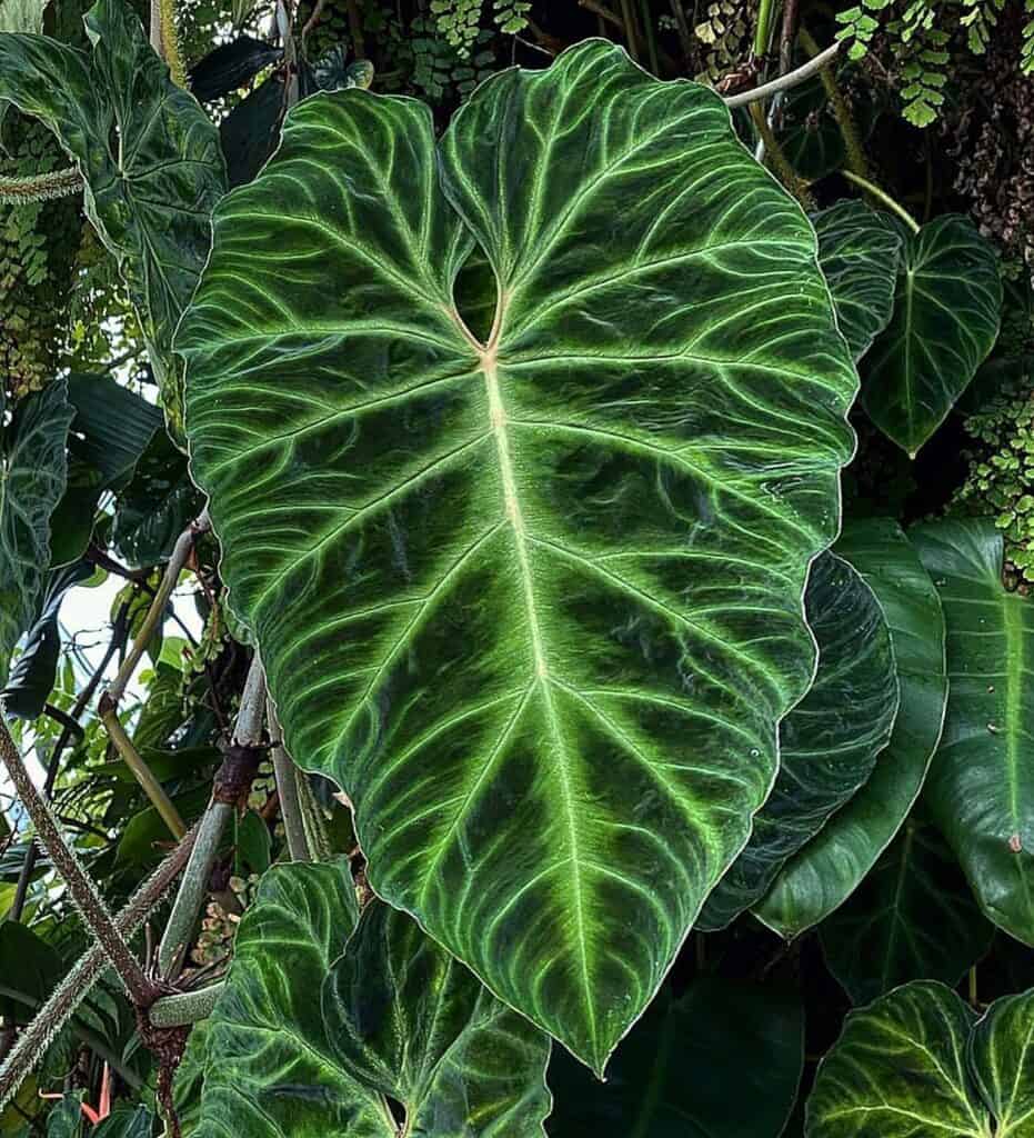 The broad leaves of philodendron are effective in trapping external sounds