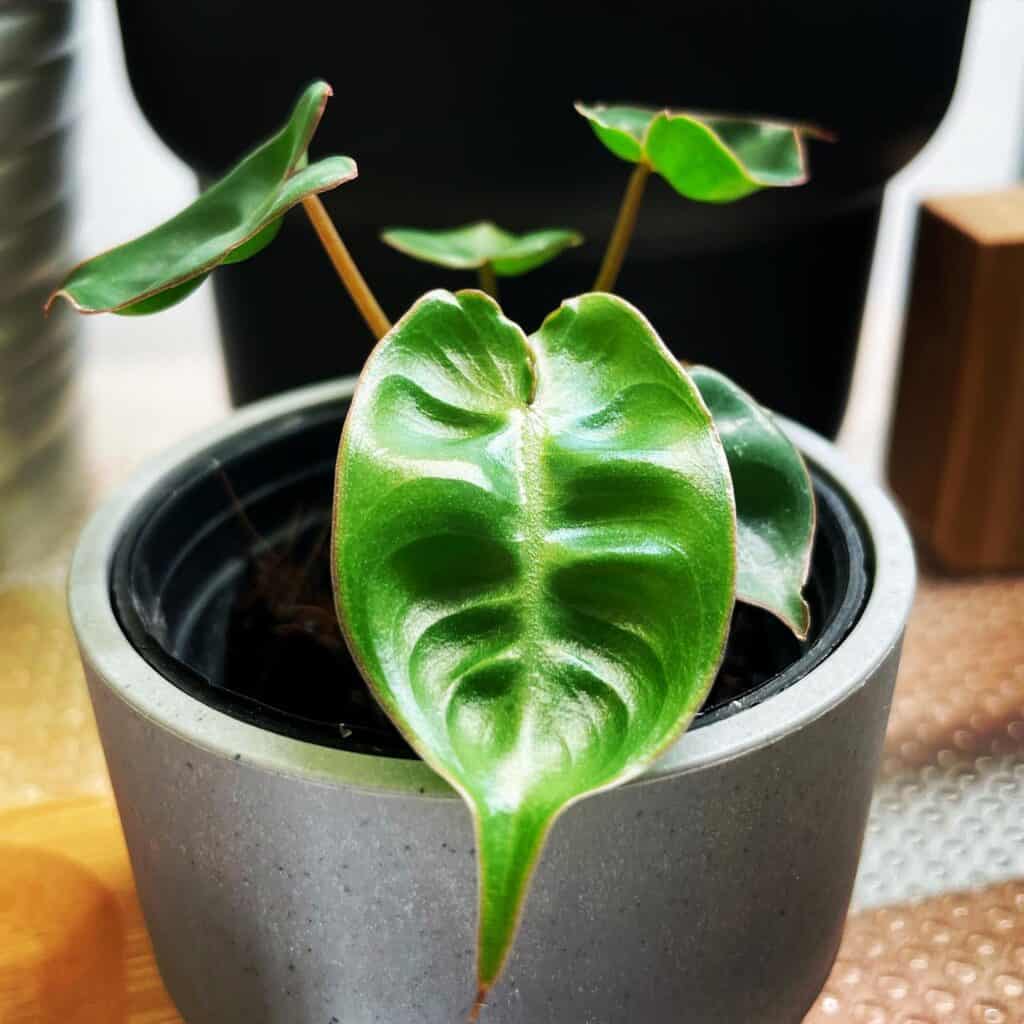 Splashy green Philodendron leaves