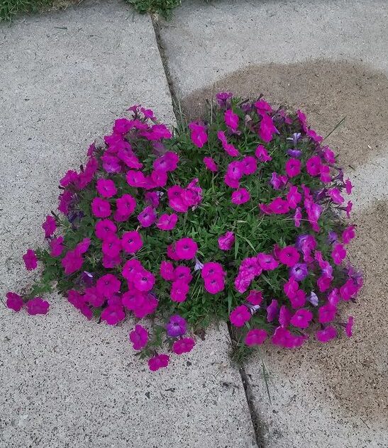 How To Deadhead Petunias Complete Guide Plants Craze
