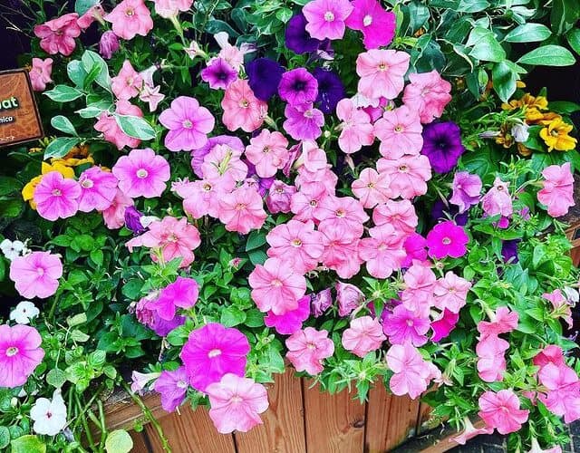 Colorful-Petunias-flowers-bloomed