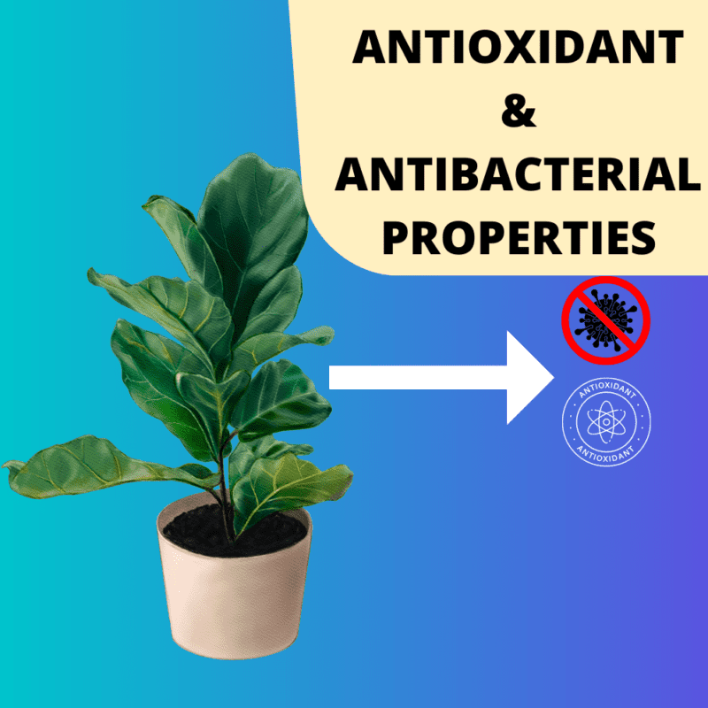 8 Proven Fiddle Leaf Fig Benefits Plants Craze