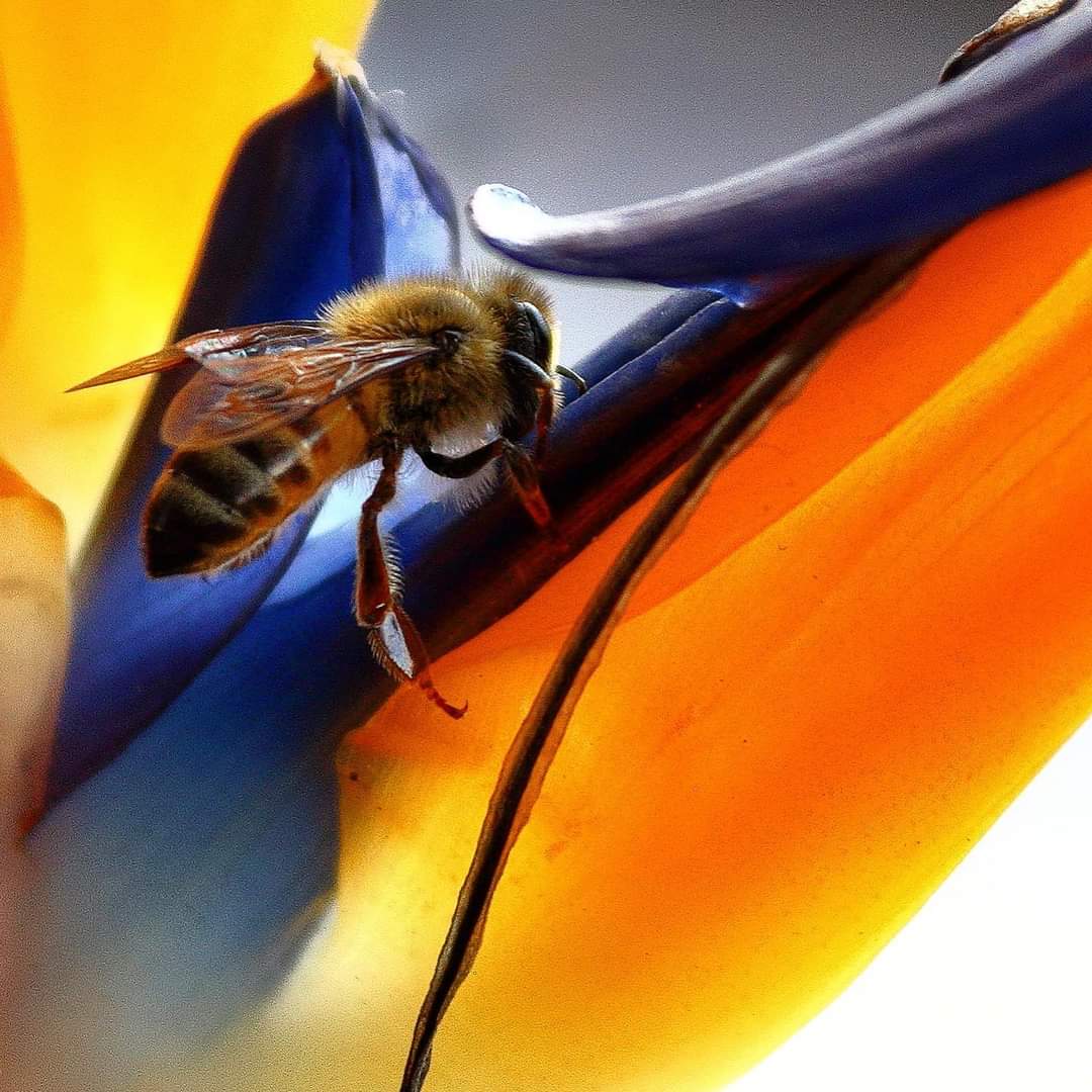 Image represents a bee pollinating the Bird of Paradise flower