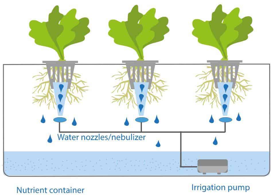 Image represents the process of Aeroponics