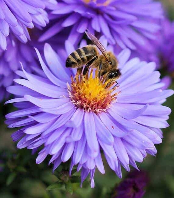 Image represents honeybee sitting on an Aster flower, a zone 4 perennial