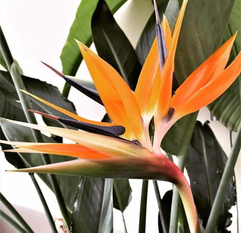 Bird of Paradise Flower Growing Guide & Meaning Plants Craze