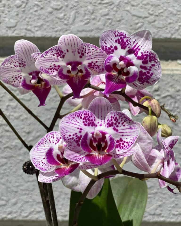 Black Spots on Orchid Leaves 6 Causes & Solution Plants Craze