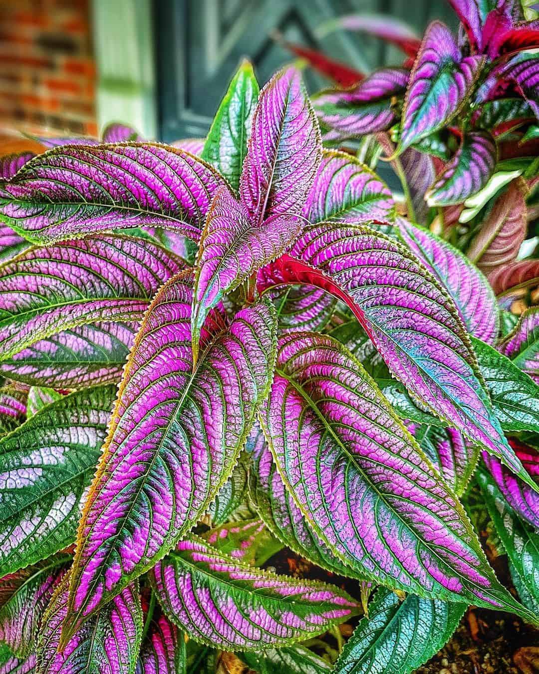 Persian Shield Seeds Harvesting & Propagation Guide Plants Craze