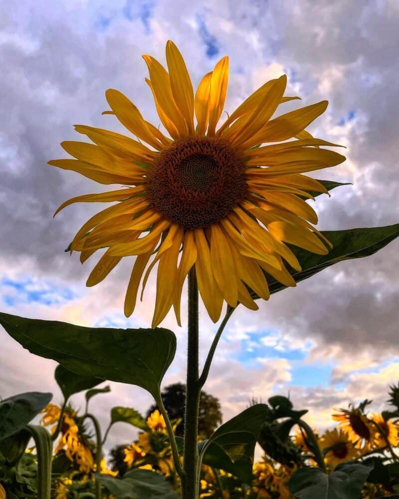How to Deadhead Sunflowers Complete Guide Plants Craze