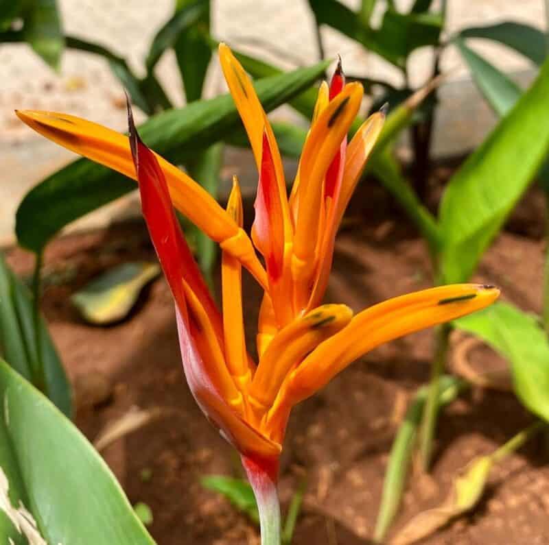 Bird of Paradise Flower Growing Guide & Meaning Plants Craze