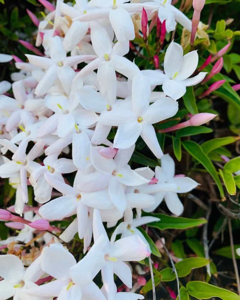 Pink Jasmine Flower Care Guide, Meaning & Uses Plants Craze