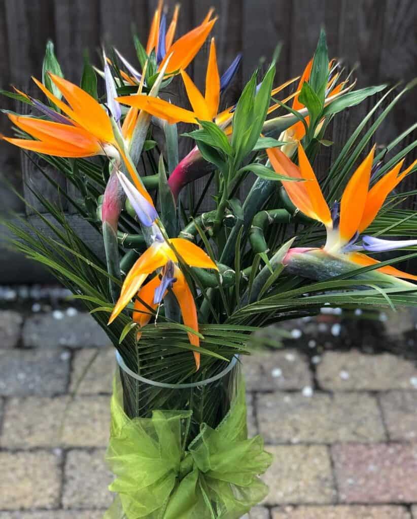 bird of paradise flower bouquet