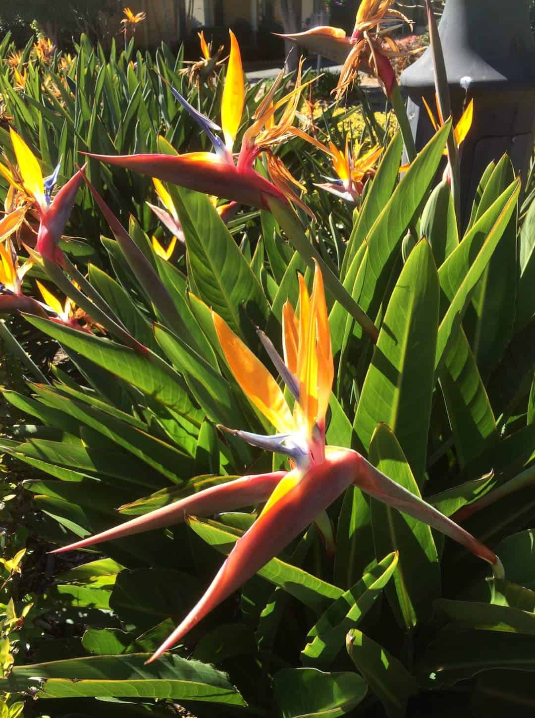 Bird Of Paradise Flower Growing Guide And Meaning Plants Craze