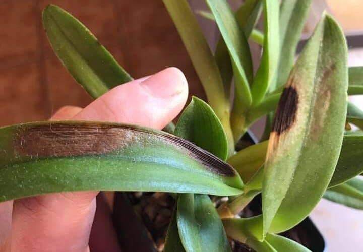 Black Spots on Orchid Leaves 6 Causes & Solution Plants Craze