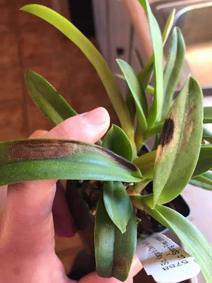 Black spots in Orchids