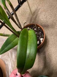 Black Spots On Orchid Leaves [5+ Major Causes And Solutions]