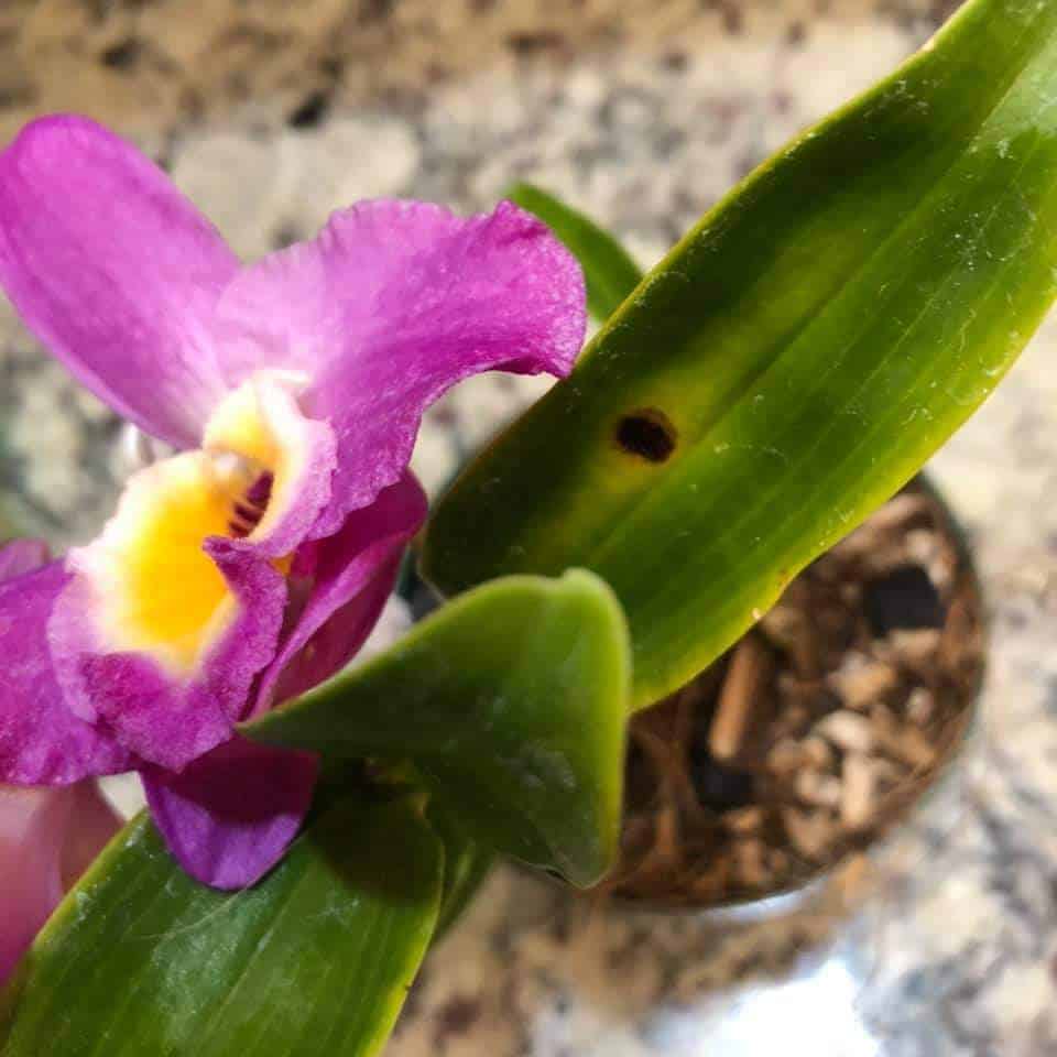 Black spots in Orchid