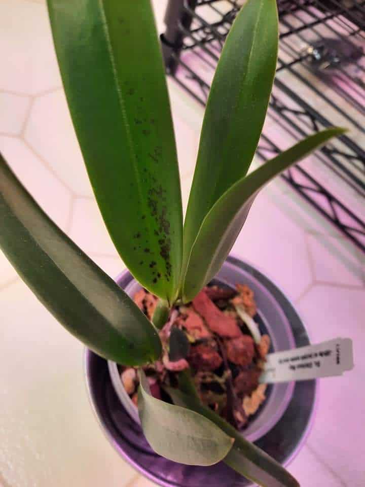 Black spots on Orchid leaves