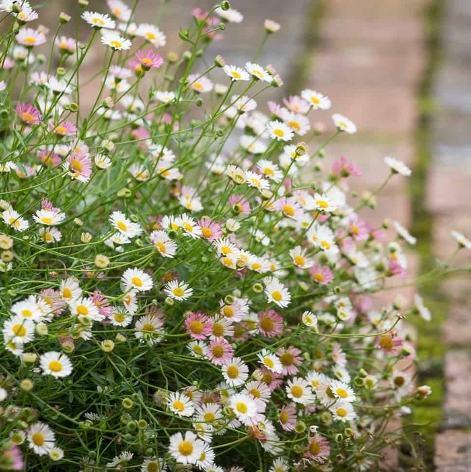 Blooming Daisy flower