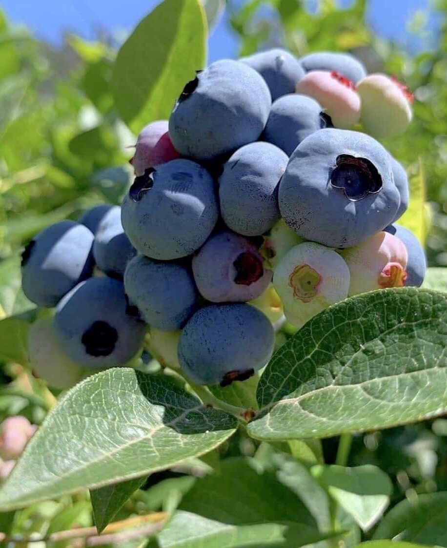 Blueberry plant with fruits